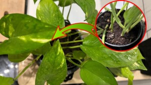 How you can keep your pothos plant healthy and strong