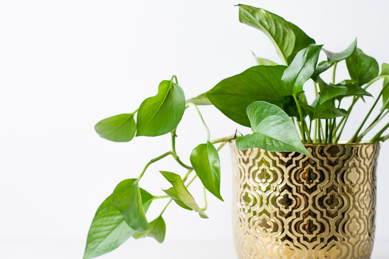 pothos plant