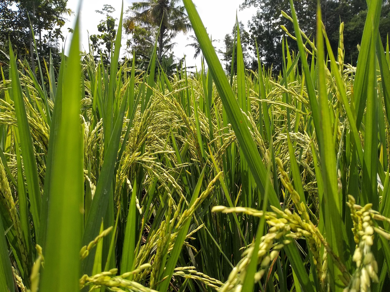 rice field