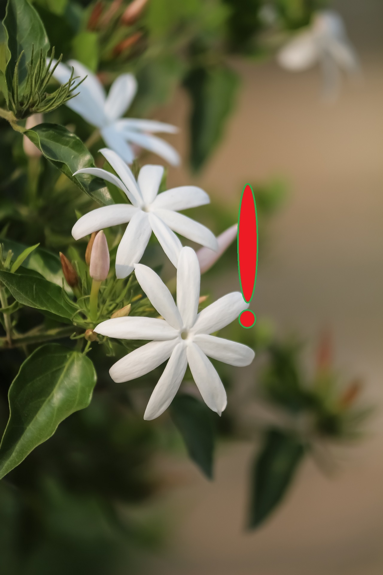 star jasmine exclamation star jasmine exclamation