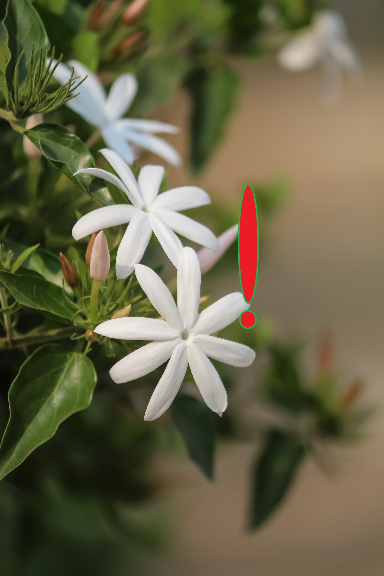 star jasmine exclamation