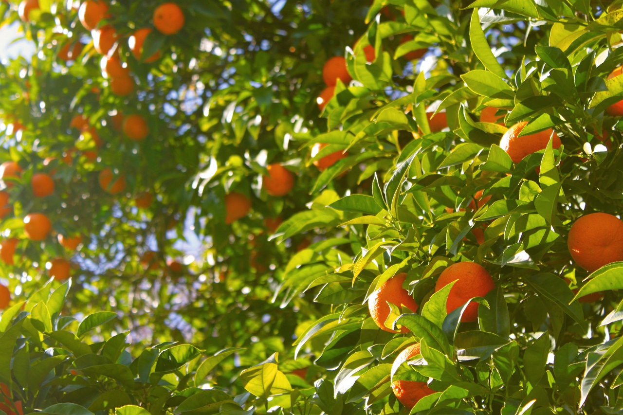 tangerine tree