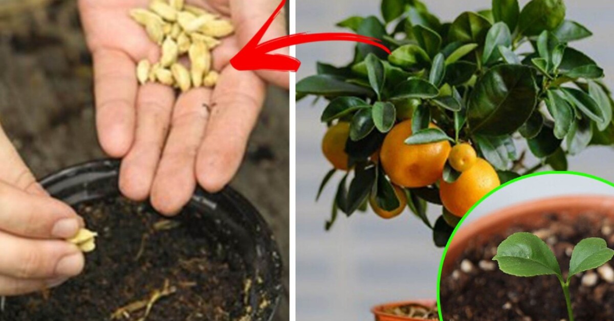 Growing tangerines from seedlings to full plants