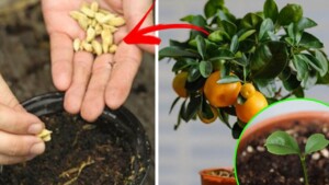 Growing tangerines from seedlings to full plants