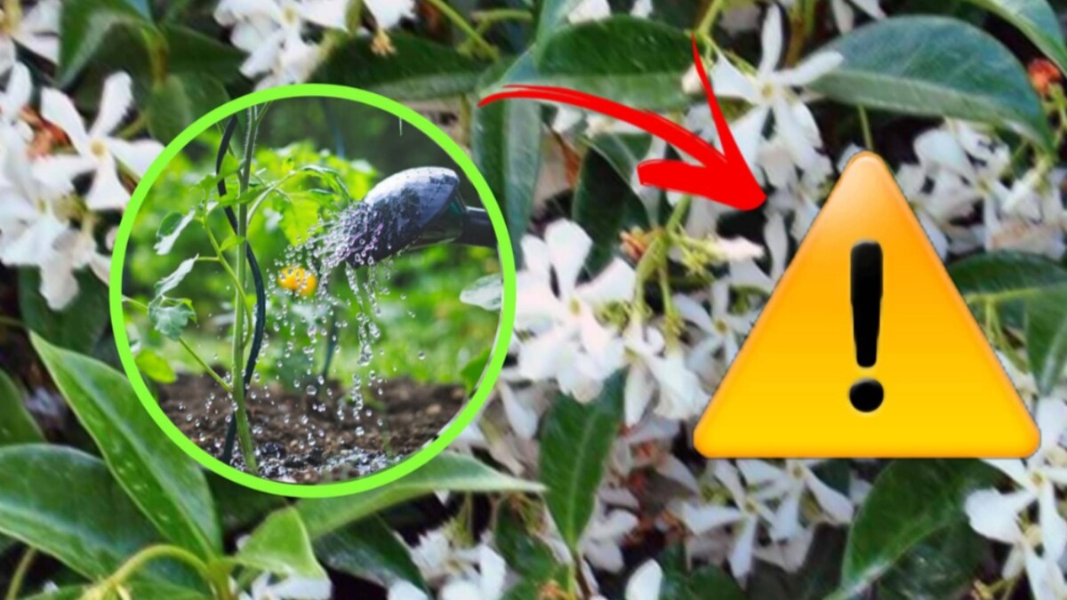 Picture of If you happen to have this type of plant in your garden, get rid of it!