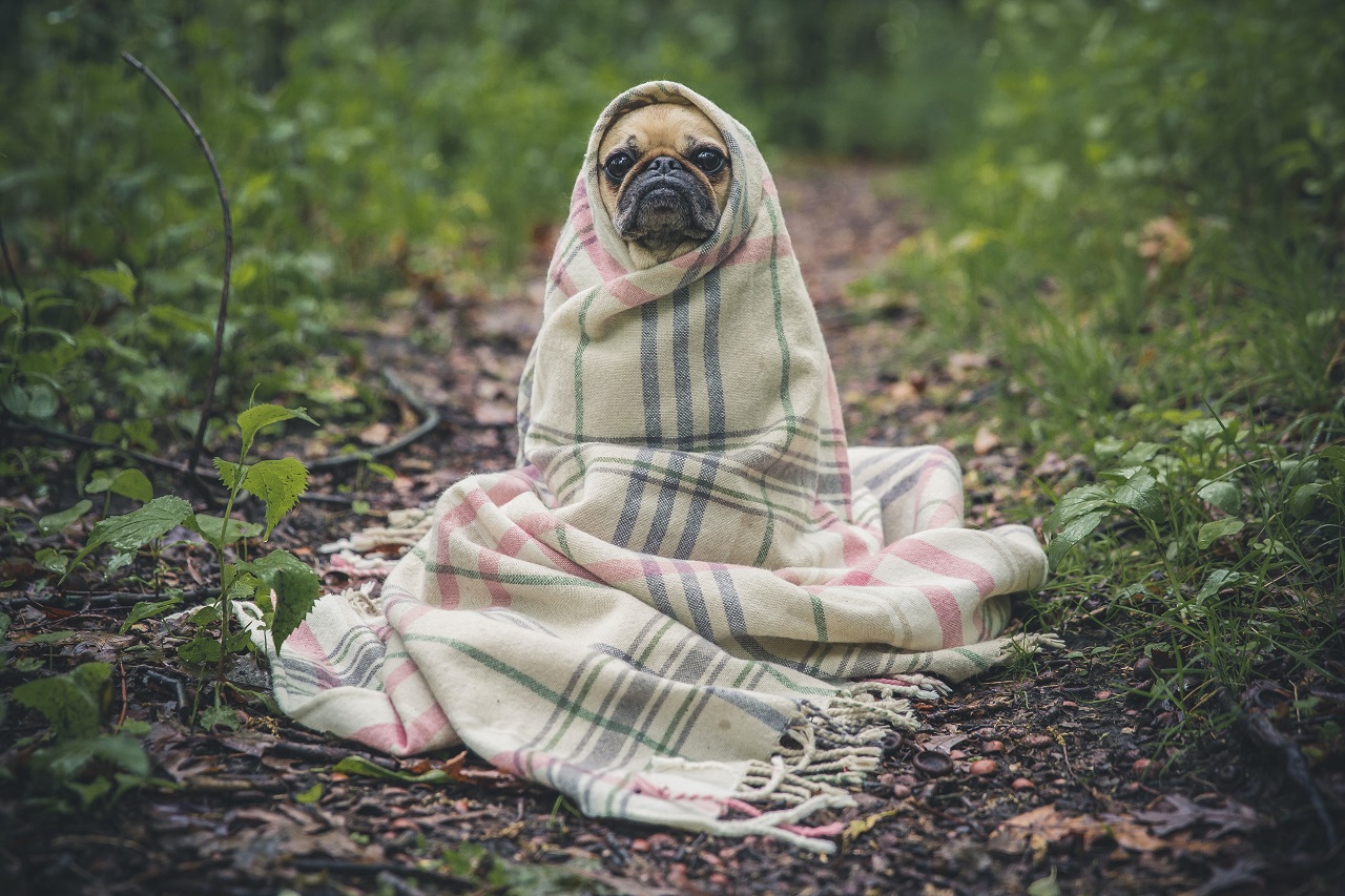 dog and scarf