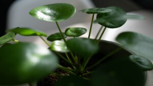 Easily Grow a Succulent Pilea Plant at Home