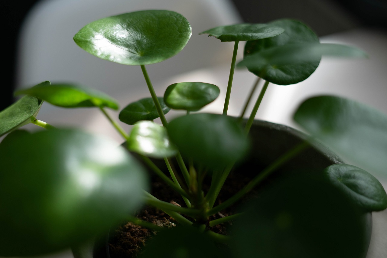 Pilea plant