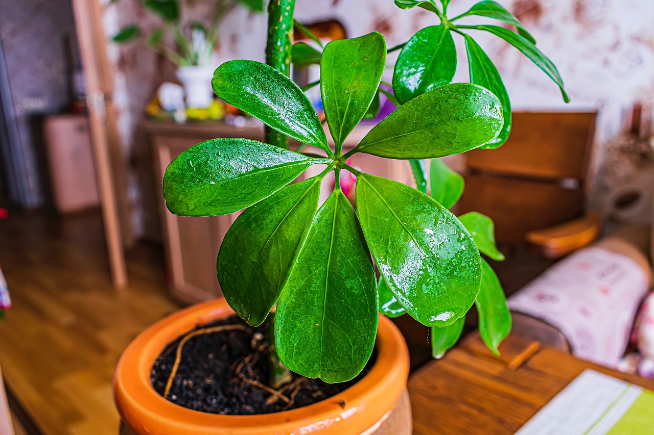 schefflera plant schefflera plant