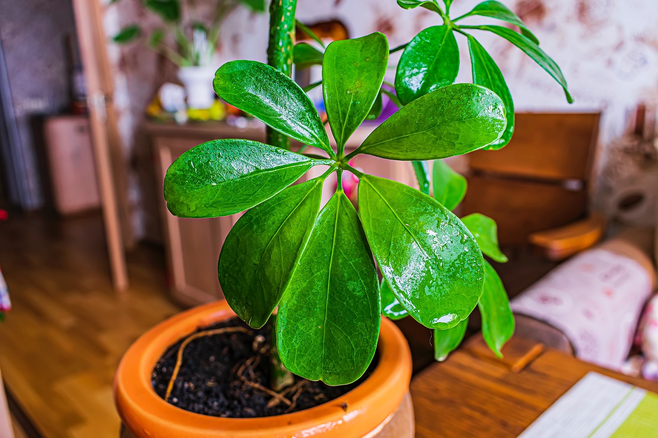 schefflera plant