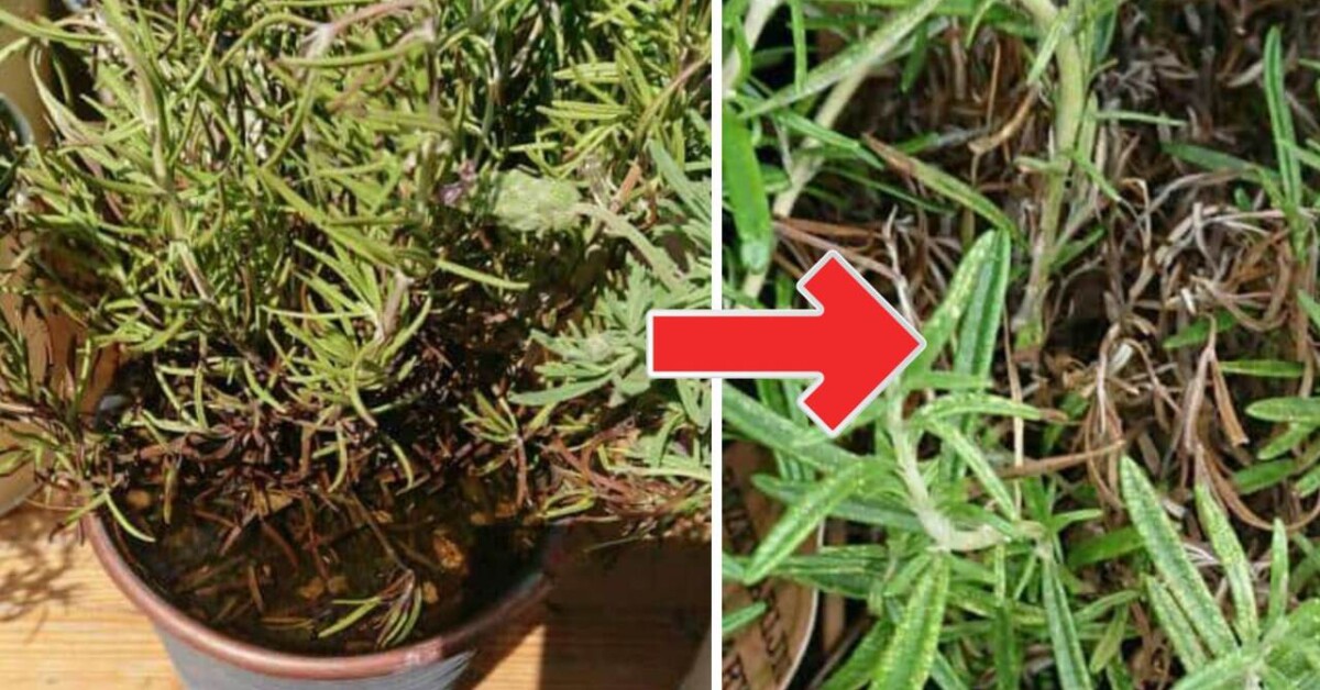 Wilting rosemary plant the causes and solutions