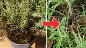 Wilting rosemary plant: the causes and solutions