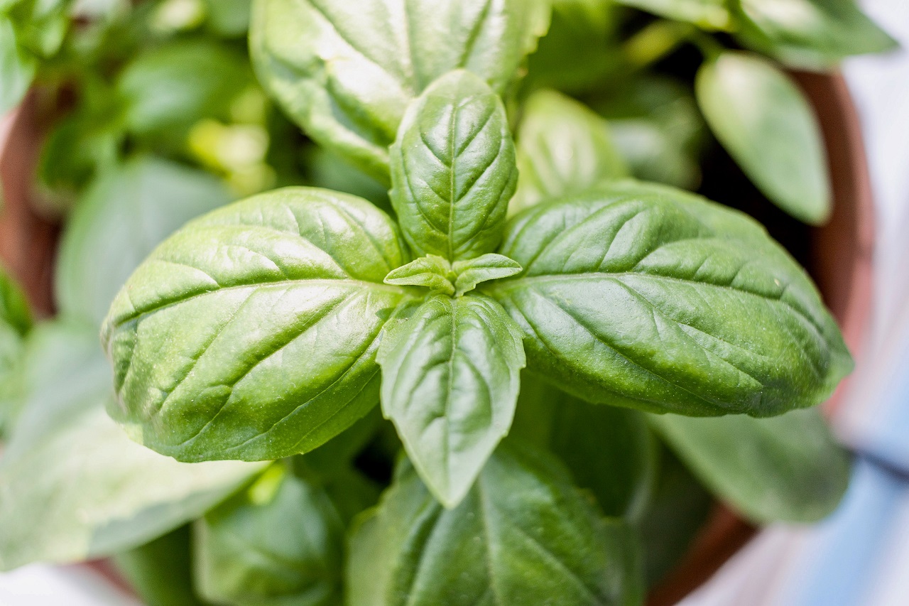 basil leaves