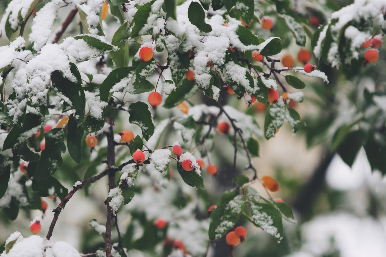 snowy plants