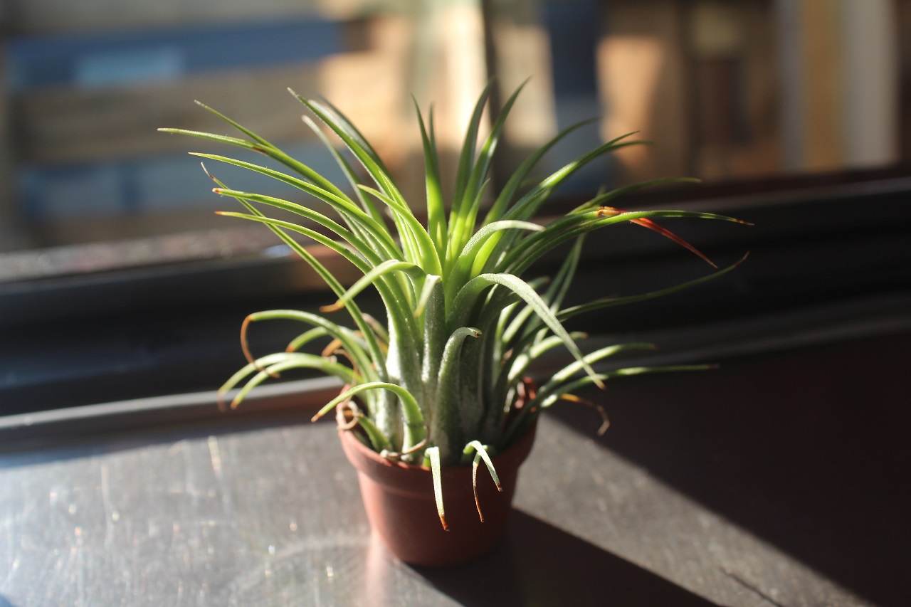 green bromeliad green bromeliad