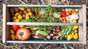 Growing your own vegetable garden in no time at all