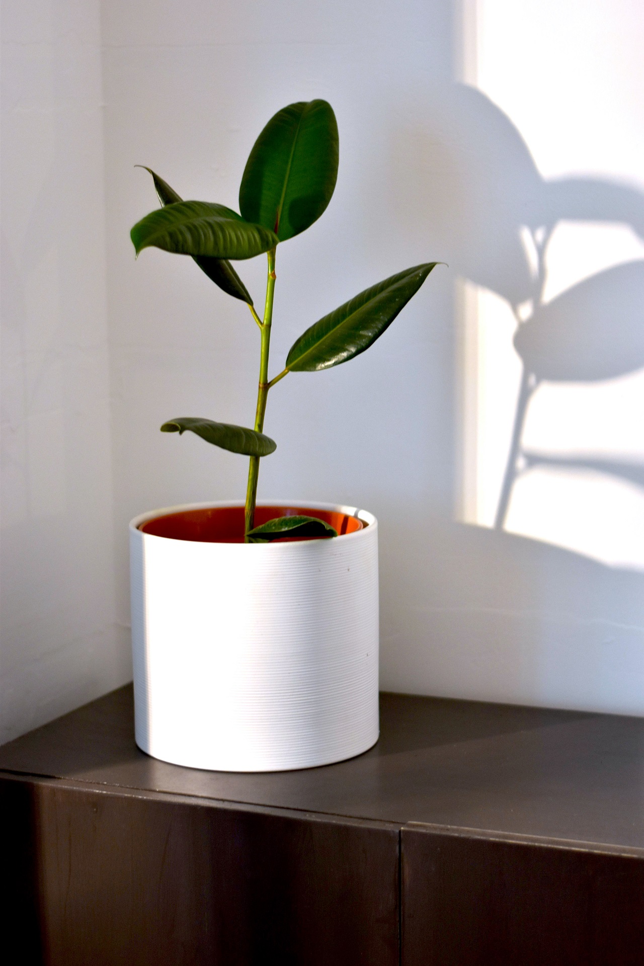 plant and shadow