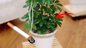 If you smoke cigarettes in the house, this plant can get rid of the smoky smell