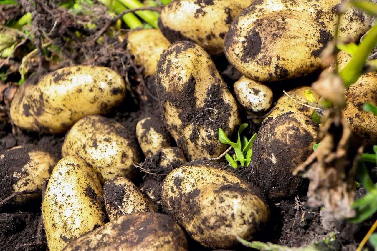 potatoes in dirt