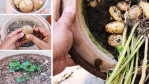 You can easily grow your own potatoes at home