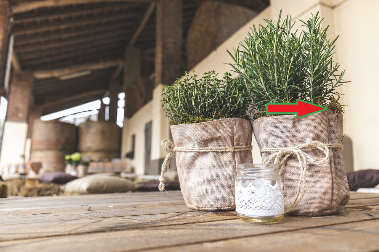 rosemary plants arrow