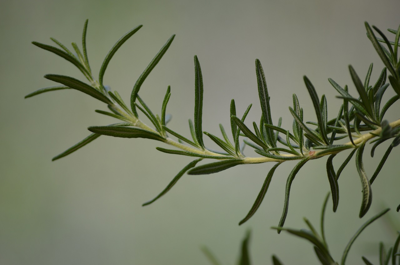 rosemary stem rosemary stem