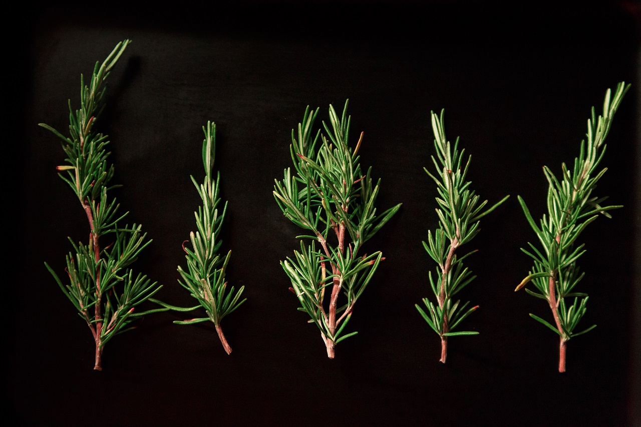 5 rosemary stems rosemary stems