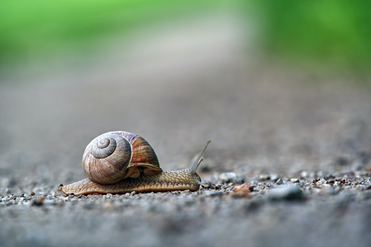 snail snail
