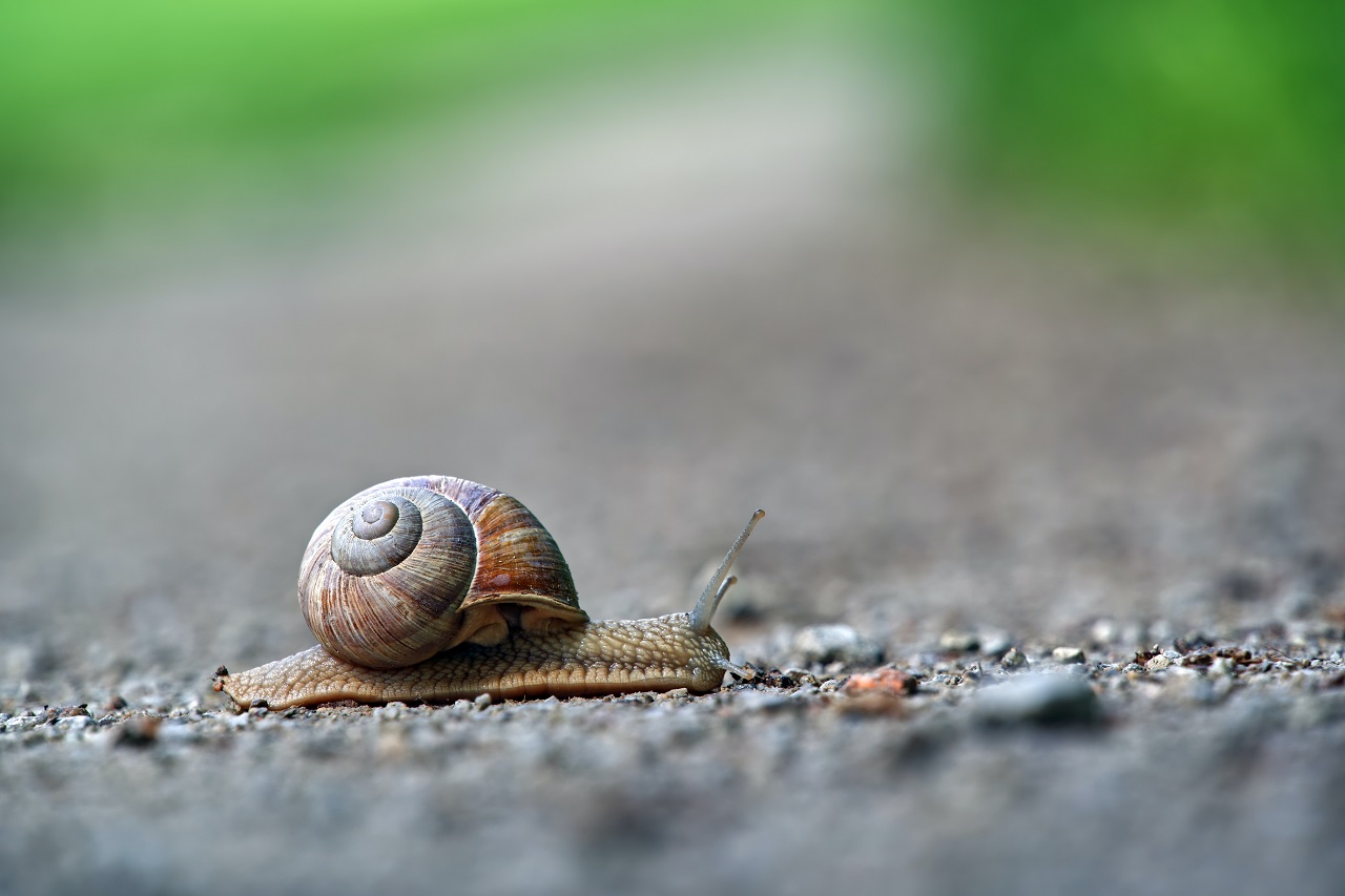 snail