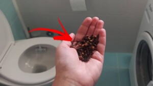 Can’t get rid of that urine smell in the bathroom: cloves might be the solution to your problem