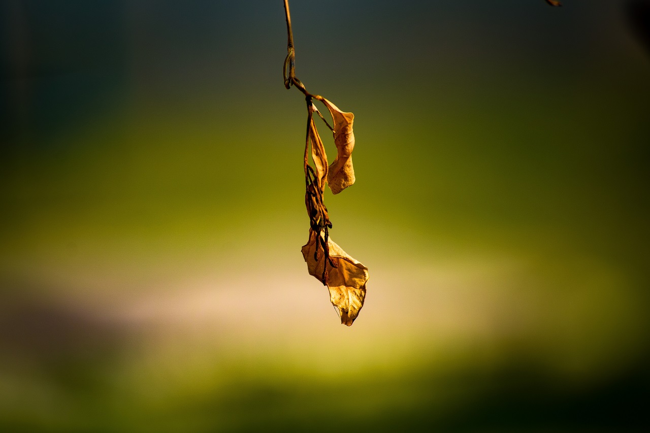 dried leaf