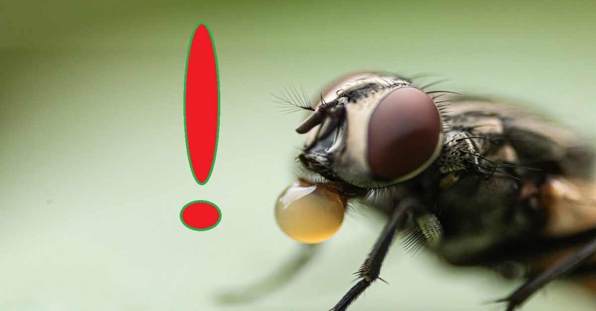 A Useful Trick for Keeping Gnats Away