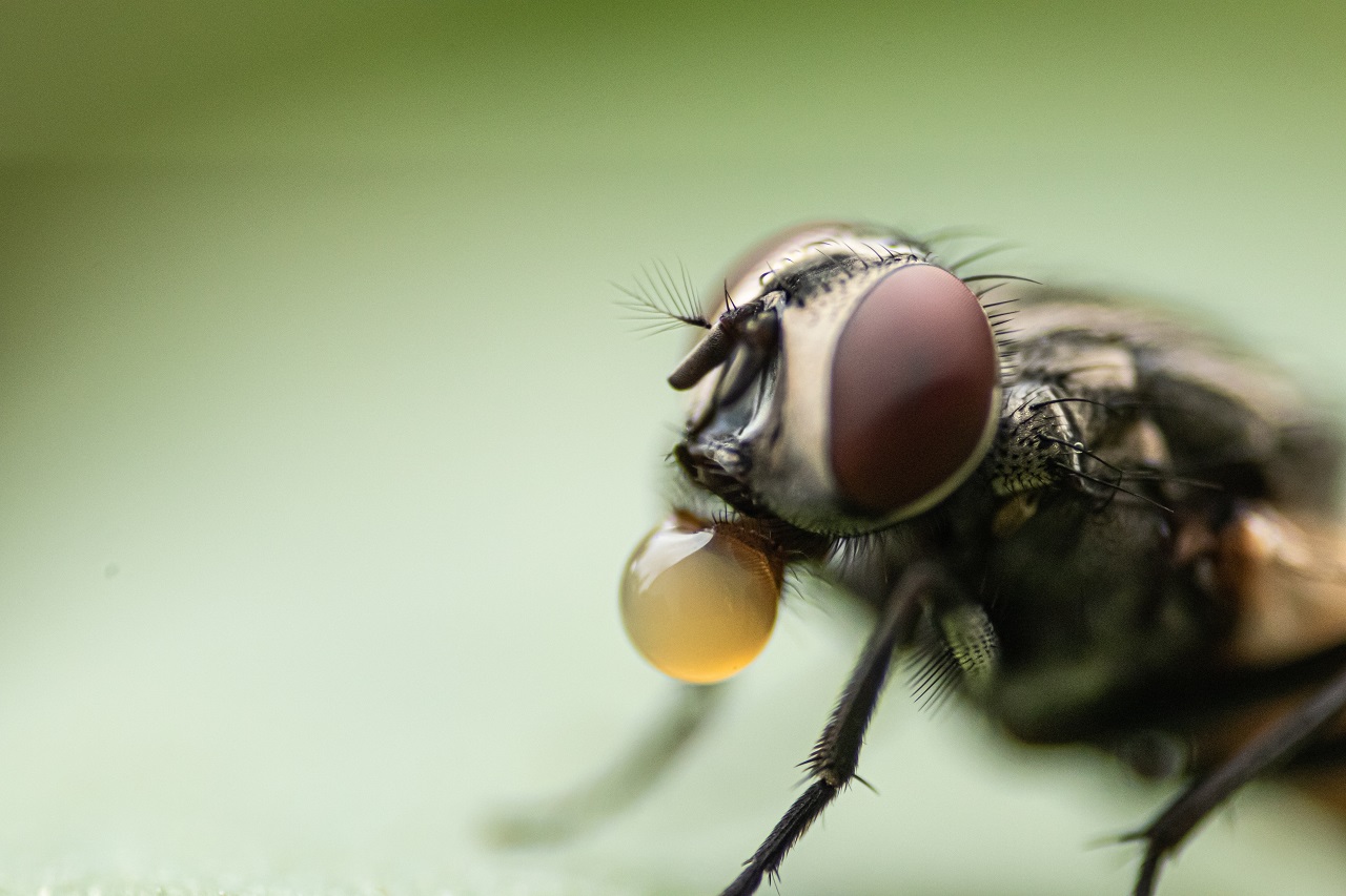 fly bubble