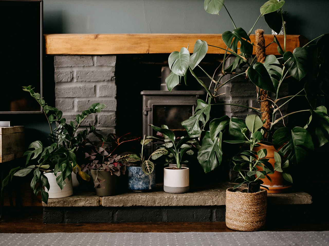 different houseplants various houseplants