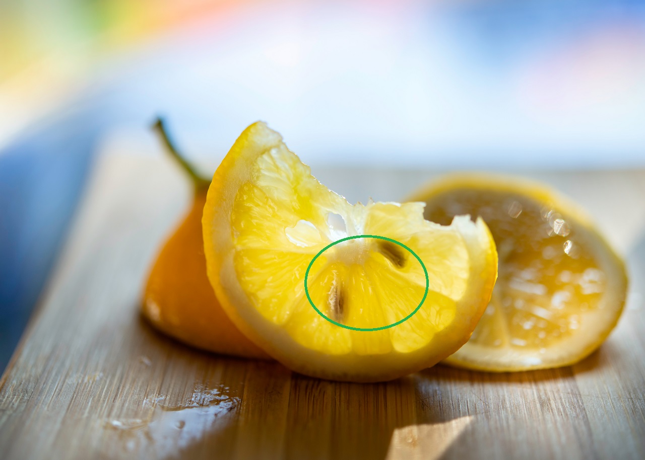 lemon slice seeds