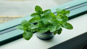 Just a Teacup and Some Mint Can Help Make Your Home Smell Great