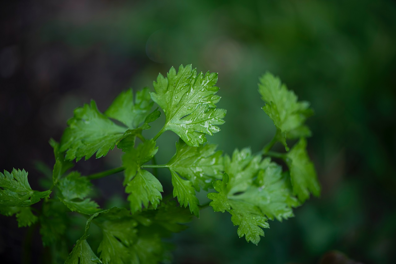 parsley stem parsley plant