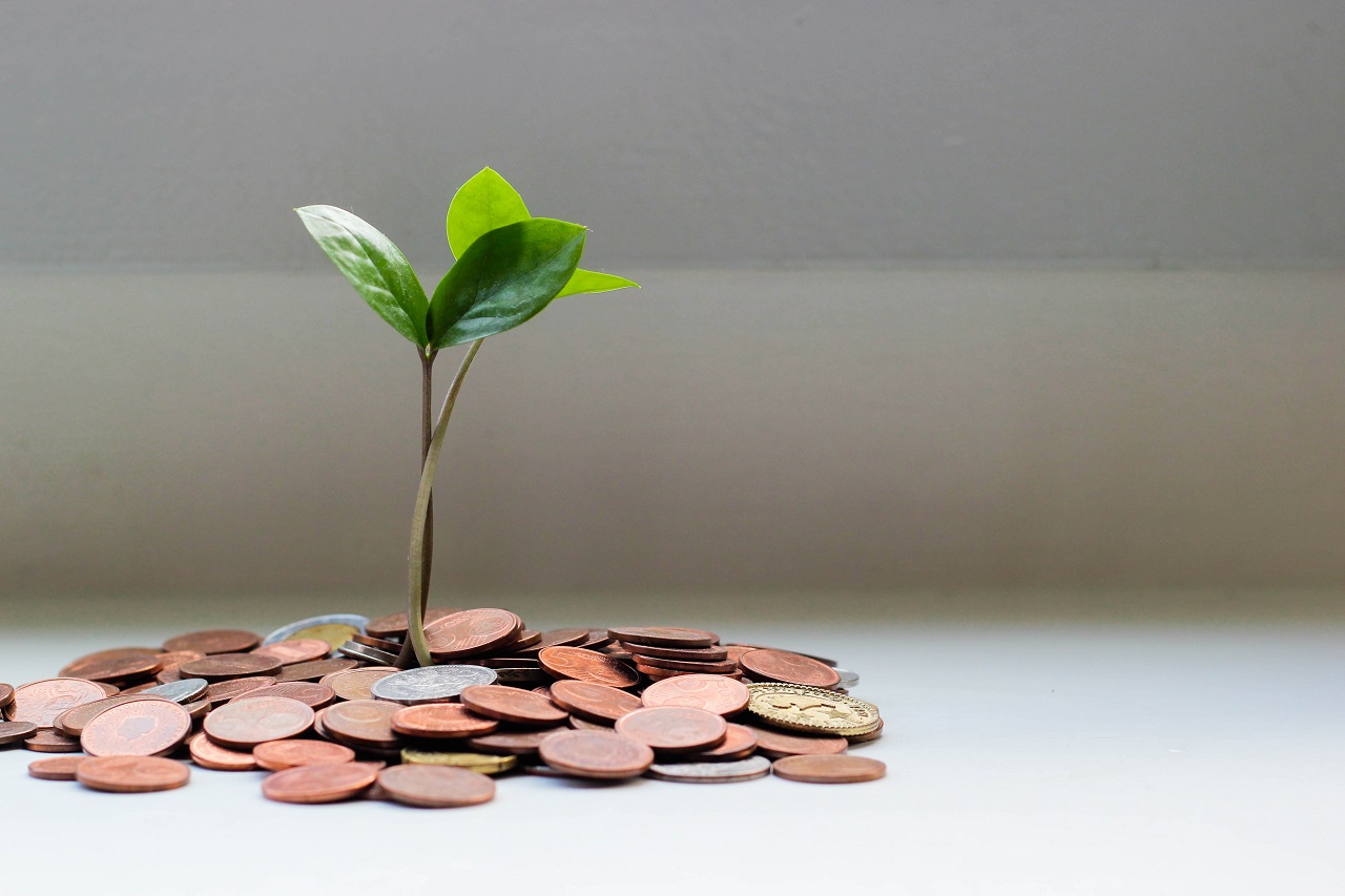 coins and seedling plant and coins