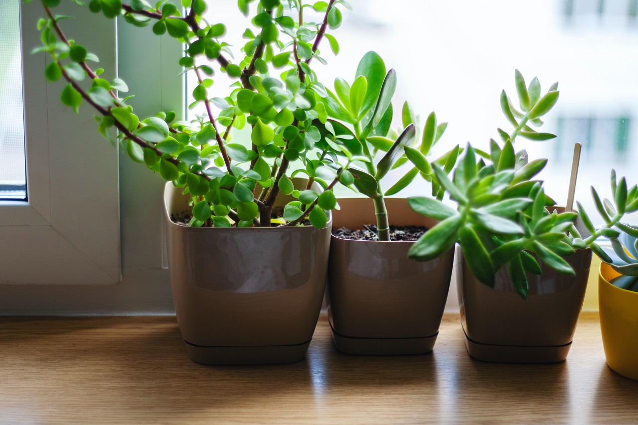 3 plants window 3 plants window