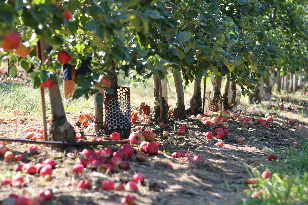 line of pomegranate trees grove of pomegranate trees