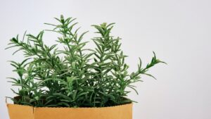 Some Lesser-Known Uses for Rosemary