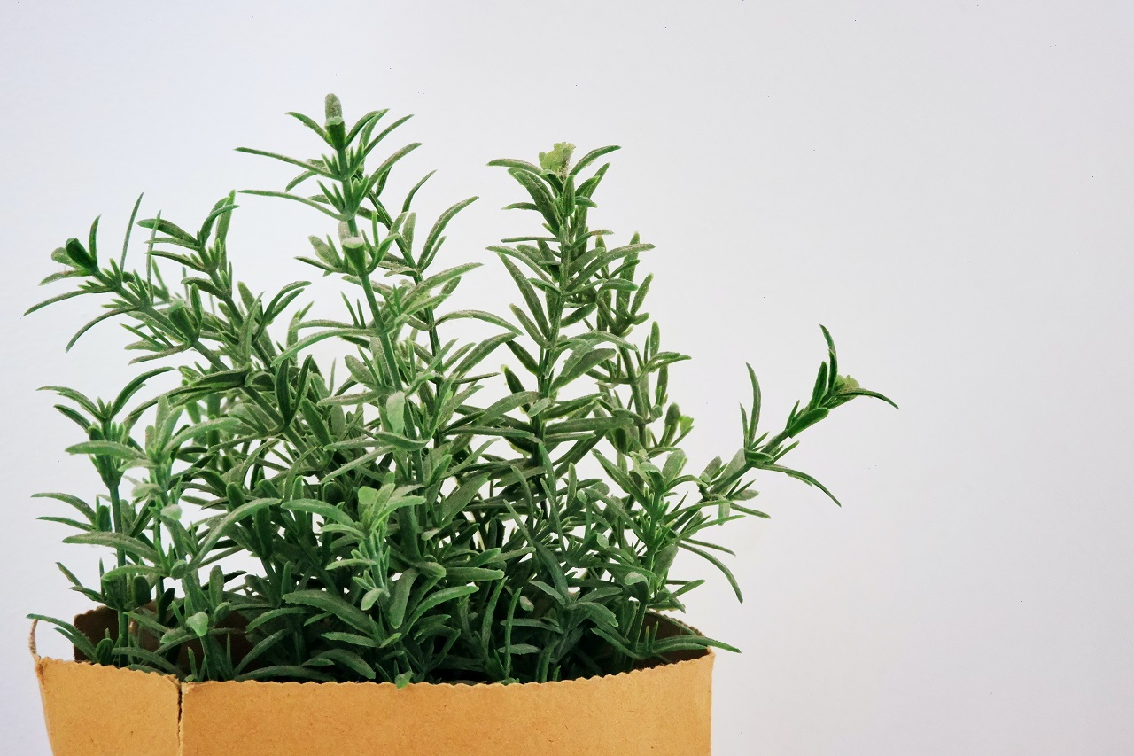 rosemary plant box