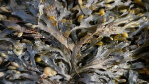 How to Use Kombu Seaweed in the Kitchen