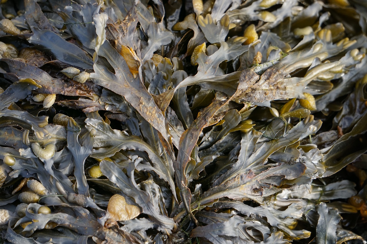 raw seaweed