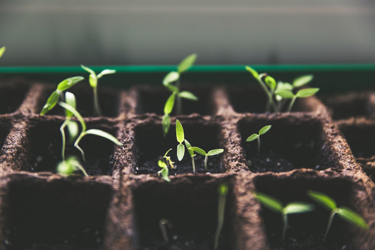 several seedlings