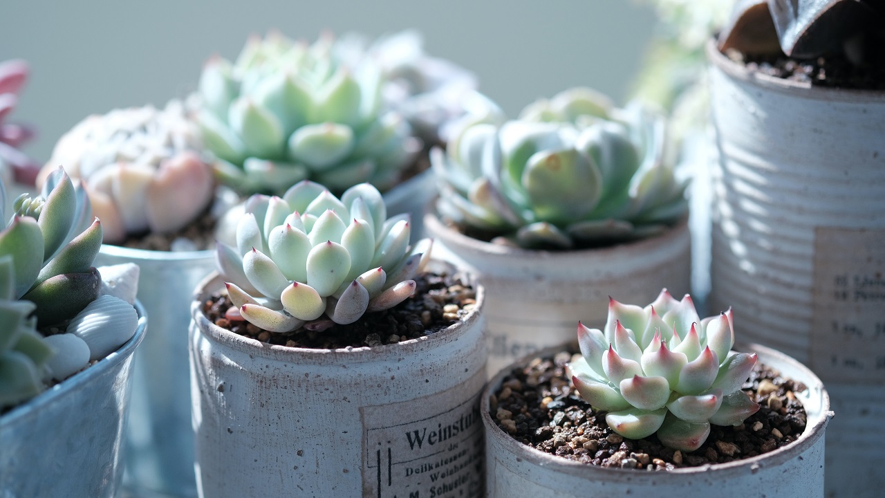 succulent plants buckets