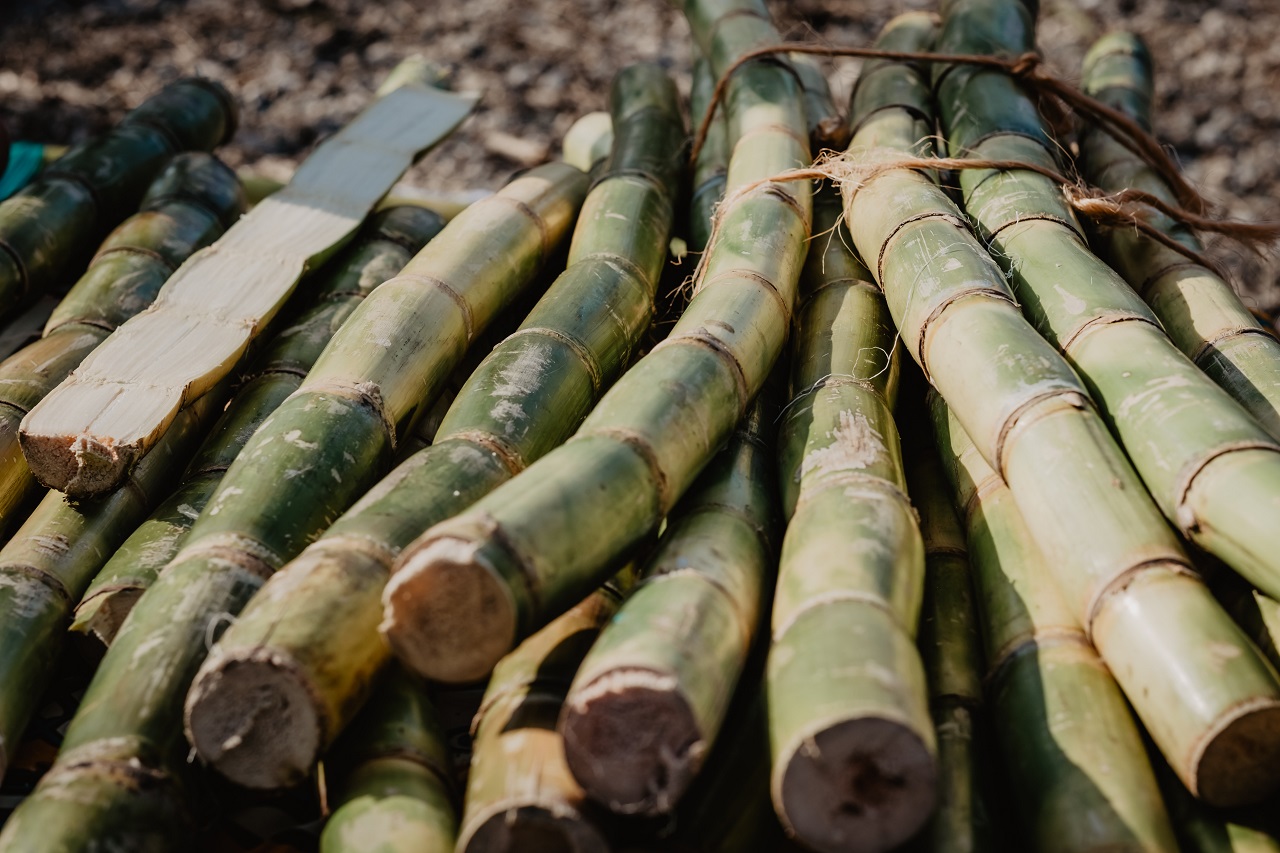 sugar cane stalks
