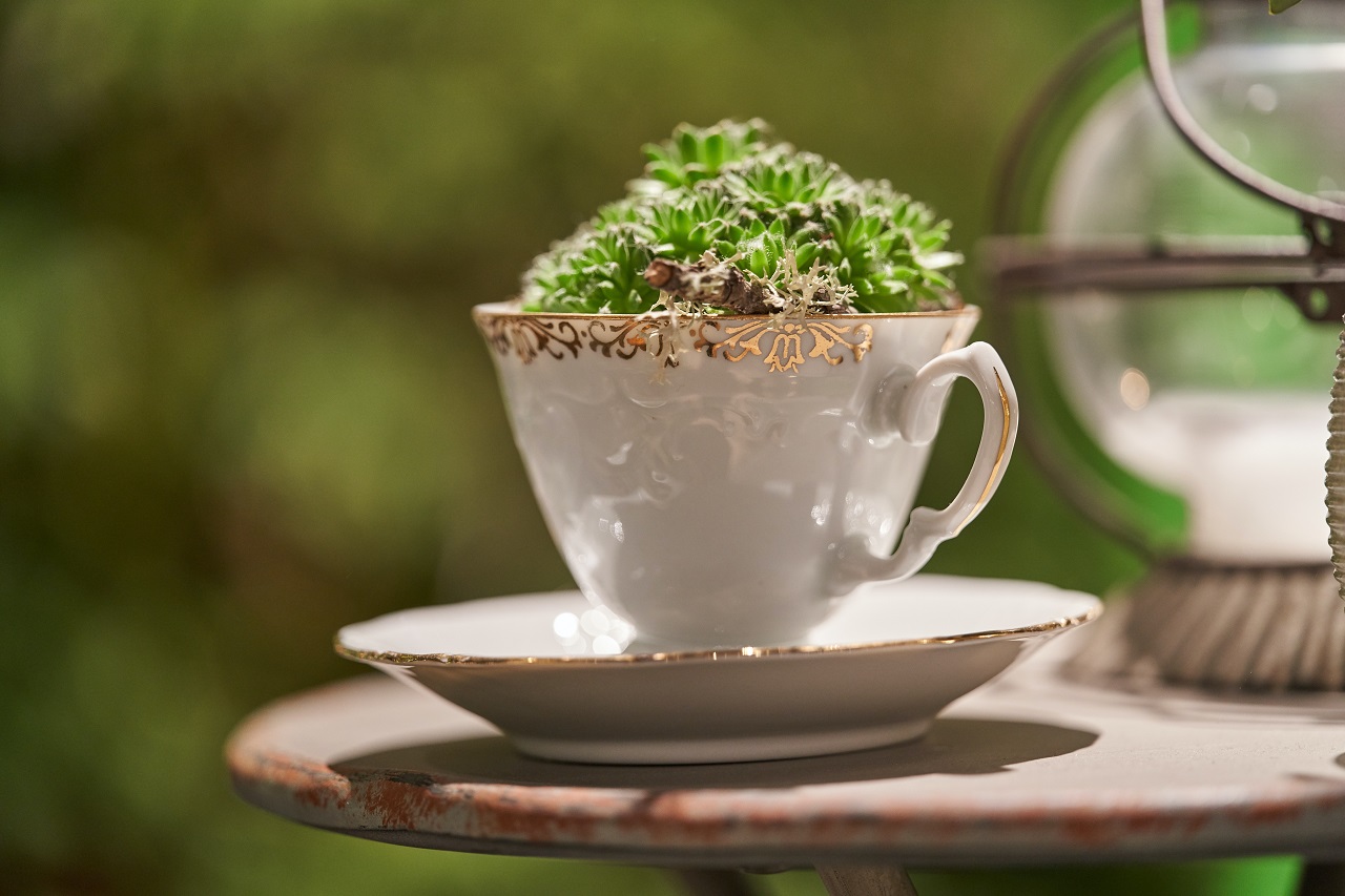 teacup plant