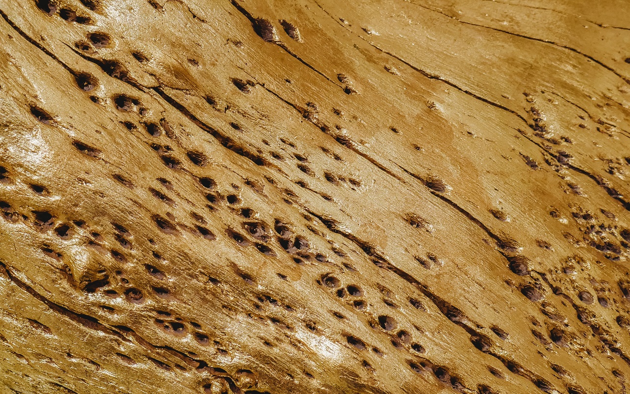 termite holes