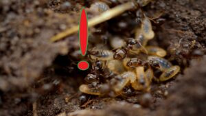 3 Ways to Get Rid of Termites From Your Home